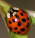 [Ladybug]
